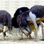 rate hike without data