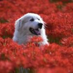 Dogs of the Dow 2022 1